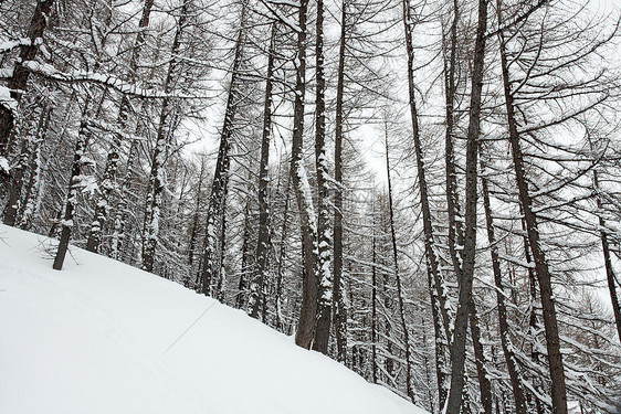 冬季森林远足松树爬坡风景冻伤木头踪迹情绪冻结环境图片
