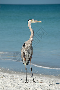 佛罗里达海滩上的蓝色大海隆照片苍鹭动物野生动物地平线海湾支撑海岸海洋海滩图片