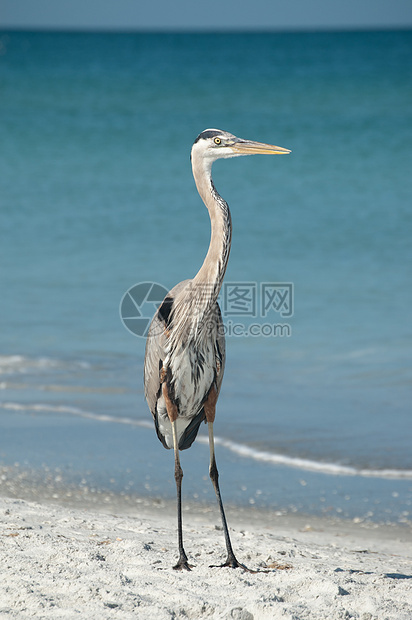 佛罗里达海滩上的蓝色大海隆照片苍鹭动物野生动物地平线海湾支撑海岸海洋海滩图片