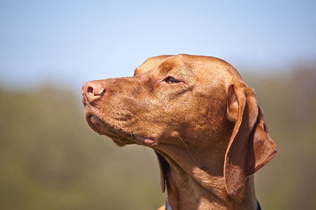 匈牙利快乐的Vizsla狗肖像照片宠物水平牙齿犬类微笑猎犬指针图片