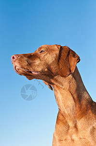 Vizsla匈牙利指针 蓝天小狗棕色蓝色犬类宠物图片