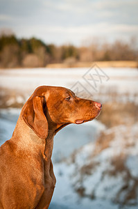 Vizsla(匈牙利指针)图片