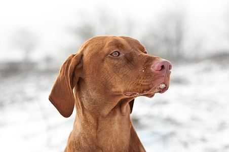 冬季Vizsla狗的近身肖像犬类水平动物场地棕色天空猎狗纯种狗树木宠物图片