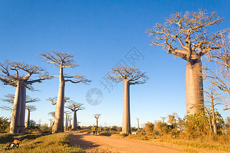 Baobab树场地团体天空蓝色大草原植物群异国情调热带旅行图片