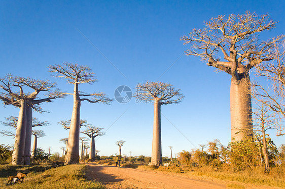 Baobab树场地团体天空蓝色大草原植物群异国情调热带旅行图片