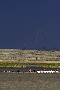 白佩利安人与其他水鸟一起聚集在小沙滩上图片