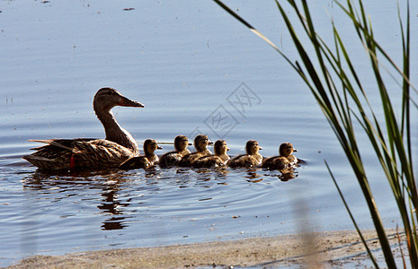 母鸡和鸭子在路边池塘游泳动物水生植物小鸭子坑洞保护大草原铲子动物群水平女性图片