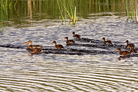 母鸡和鸭子在路边池塘游泳大草原水禽新世界栖息地小鸭子成人铲子野生动物动物水生植物图片