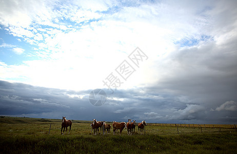 萨斯喀彻温牧场中的灰色马匹乡村动物农场国家大草原风暴农村水平旅行场景图片