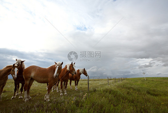 萨斯喀彻温牧场中的灰色马匹场景农场农村国家乡村铁丝网动物水平栅栏风暴图片