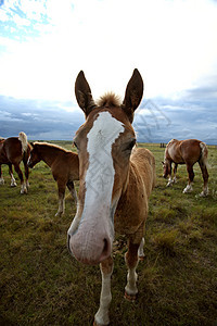 萨斯喀彻温牧场中的灰色马匹农村农场场景国家旅行大草原动物乡村图片