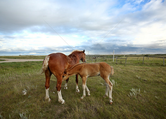 萨斯喀彻温牧场中的灰色马匹水平大草原动物农场场景护理国家乡村旅行农村图片