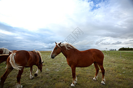 萨斯喀彻温牧场中的灰色马匹农场农村场景动物栅栏国家旅行大草原水平乡村图片