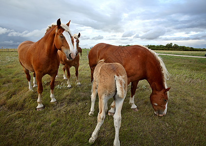 萨斯喀彻温牧场中的灰色马匹大草原国家场景农村旅行动物水平乡村农场图片