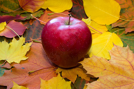 苹果对秋叶图片