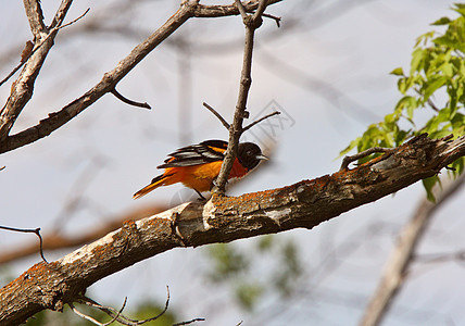 巴尔的摩 Oriole 挂在树枝上图片