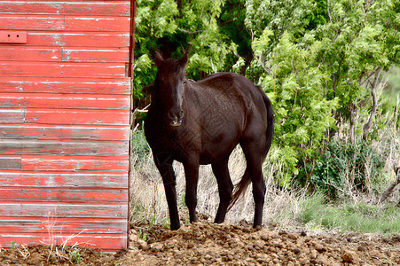 萨斯喀彻温农场建筑后面的马匹图片