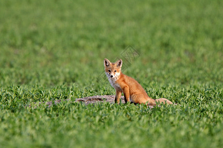 萨斯喀彻温的红狐小狗动物新世界栖息地野生动物哺乳动物环境狐狸食肉捕食者套件图片