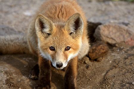 萨斯喀彻温的红狐小狗新世界水平哺乳动物乡村食肉环境动物捕食者套件野生动物图片