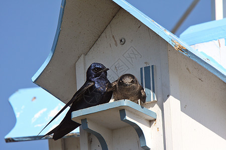 鸟屋建筑群的紫色马丁夫妇受保护女性新世界男性动物食虫者动物群野生动物鸟巢荒野图片