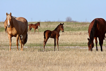马尼托巴草原上与母马的青叶图片