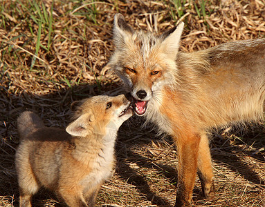 马尼托巴省赫克拉岛的红狐和小狗水平成人捕食者狐狸动物群新世界野生动物栖息地哺乳动物套件图片