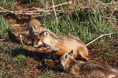 马尼托巴省Hecla岛有小狗的红狐成年人图片