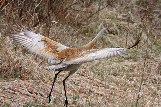 马尼托巴省北部的沙丘鹤翼展受保护移民栖息地荒野长腿起重机动物群水平动物图片