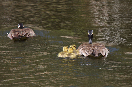 加拿大在池塘中装着小鹿的鹅父母图片