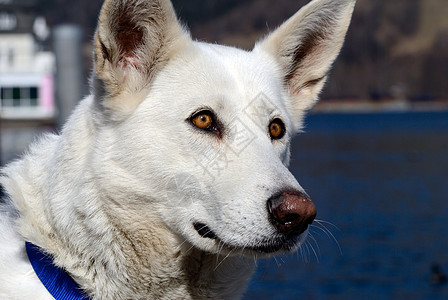 伯杰布朗斯 瑞士白色小狗动物牧羊犬辉煌图片