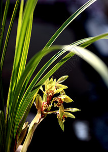 植物 兰花 香料干草鲜花艺术金黄色栽培阳光绿叶盆景颜色图片