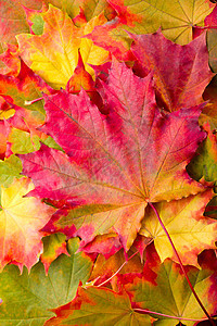 秋叶活力植物学橙子树叶黄色工作室植物发红绿色季节图片