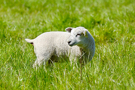 羔羊农田生活农场农业耳朵少年场地哺乳动物场景季节图片