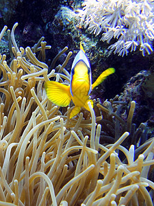 安菲普伦和他的阿内蒙两栖海岸动物海葵珊瑚图片