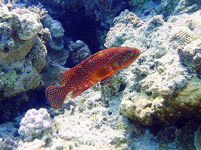 珊瑚群珊瑚野生动物海岸图片