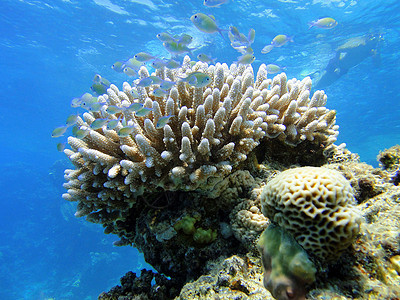 珊瑚上有趣的鱼图片