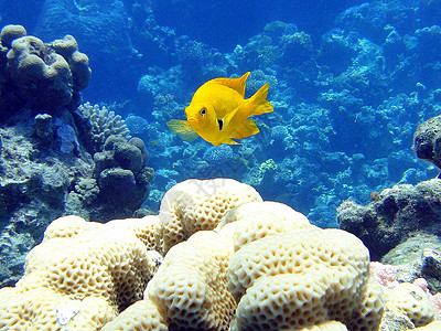 黄鱼珊瑚海岸野生动物图片