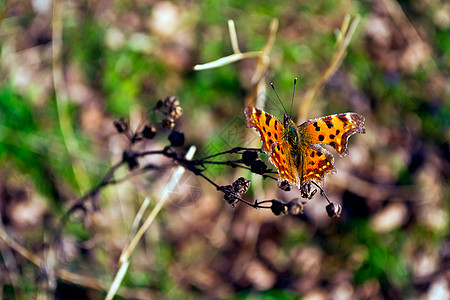 蝴蝶昆虫黄色花园荒野洋甘菊宏观棕色绿色花瓣阳光图片