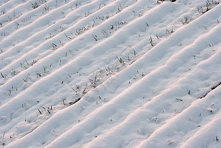 雪农田环境草地国家场地生活土地粮食小路培育图片