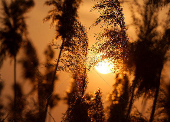 日落芦苇杂草沼泽植物生长荒野植被晴天天空辉光图片