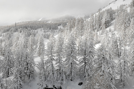 冬季森林场景环境松树风景薄雾木头冻结爬坡冻伤树木图片