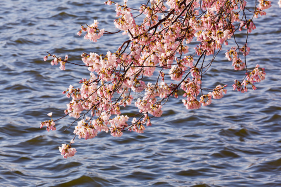 蒂达尔盆地的樱花树潮汐粉色节日旅行购物中心季节年度直流电公园城市图片