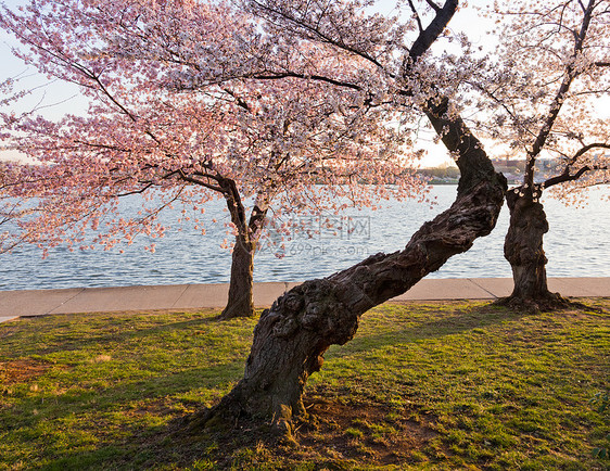 蒂达尔盆地的樱花树城市节日直流电季节潮汐旅游粉色建筑学年度旅行图片