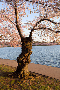 蒂达尔盆地的樱花树购物中心潮汐旅游直流电公园粉色城市季节树干节日图片