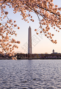 和华盛顿纪念碑建筑学旅行年度纪念碑直流电城市季节购物中心节日粉色图片