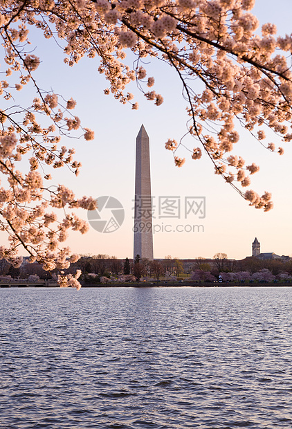 和华盛顿纪念碑建筑学旅行年度纪念碑直流电城市季节购物中心节日粉色图片