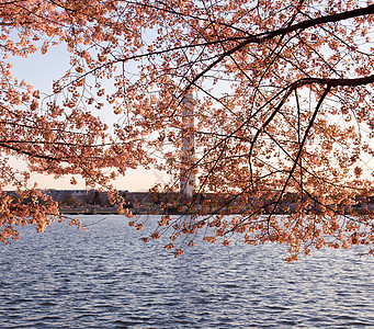 和华盛顿纪念碑潮汐纪念碑公园盆地旅行节日直流电城市季节粉色图片