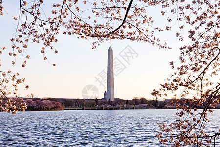 和华盛顿纪念碑直流电粉色潮汐季节纪念碑城市节日建筑学年度旅行图片