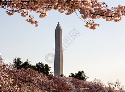 和华盛顿纪念碑盆地公园年度节日旅行旅游城市潮汐粉色购物中心图片