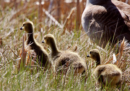 跟随加拿大的流浪者 Gouse 父母动物群野生动物家庭水平农村鸟类国家小鹅水禽小鸡图片